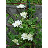 Plamienok - Clematis 'First Love'