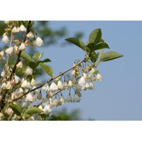Halézia karolínska - Halesia carolina
