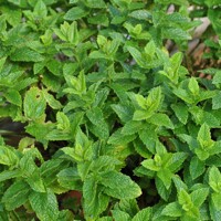 Mäta Marocká - Mentha spicata var. crispa ‘Moroccan’