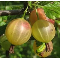 Egreš biely stromčekový - Ribes uva-crispa 'Rixanta'  KM60