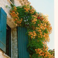 Trubkovec - Campsis radicans´Yellow Trumpet´ - 70+cm