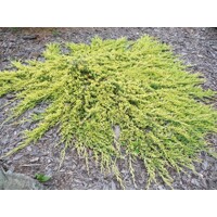 Borievka rozprestretá  - Juniperus horizontalis 'Golden Carpet'  15/20 Co2,5L