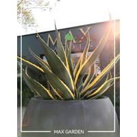 Agave lophantha ´Quadricolor´ Co25