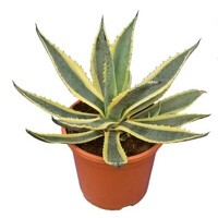 Agave lophantha ´Quadricolor´ Co25