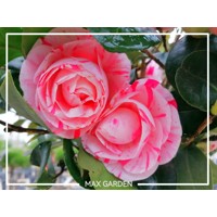 Kamélia Japonská  - Camellia japonica ´Lady Campbell´   30/40