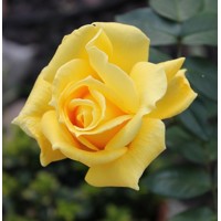 Ruža čajová -voňavá - Rosa GRANDE AMORE ® Co4L