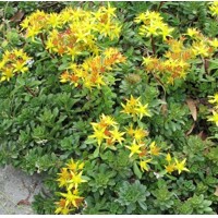 Sedum floriferum ´Weihenstephaner Gold´