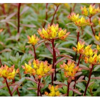 Sedum floriferum ´Weihenstephaner Gold´