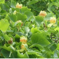 Ľaliovník tulipánokvetý - Liriodendron tulipifera Co15L 200/250