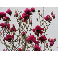 Magnolia 'Black Tulip'  Co15L  150/200 (mladý strom)