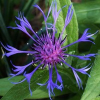 Centaurea montana