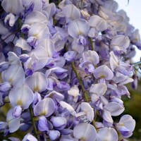 Vistéria ?ínska - Wisteria sinensis ´Caroline´ - 50/60cm
