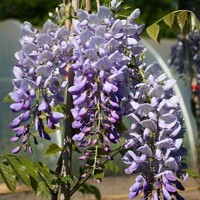 Vistéria ?ínska - Wisteria sinensis ´Caroline´ - 50/60cm