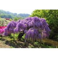 Vistéria ?ínska - Wisteria sinensis ´Caroline´ - 50/60cm