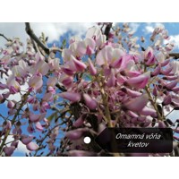 Vistéria ?ínska - Wisteria sinensis ´Caroline´ - 50/60cm