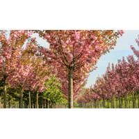 Čerešňa pilovitá - Prunus serrulata  'Kanzan' Co30L 10/12 - vysokokmeň