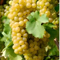 Vinič stolový - Vitis vinifera 'Skazka' - ružové bezsemenné KM20