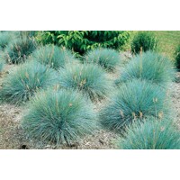 Festuca glauca 'Elijah Blue' Co1L