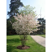 Muchovník lamarckov - Amelanchier lamarckii -220/250cm
