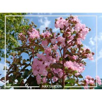 Myrta krepová sv.ružová - Lagerstroemia indica ´Rhapsody Pink´ Co10L 20/30