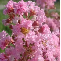 Myrta krepová ?ervená - Lagerstroemia indica ´Petite Pink´- 160/180cm