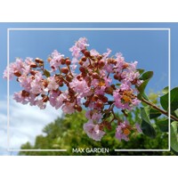 Myrta krepová ?ervená - Lagerstroemia indica ´Petite Pink´- 160/180cm