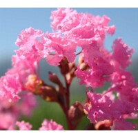 Myrta krepová ?ervená - Lagerstroemia indica ´Petite Pink´- 160/180cm