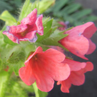 Pulmonaria ´Bowles Red´