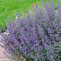 Nepeta faassenii 'Six Hills Giant´