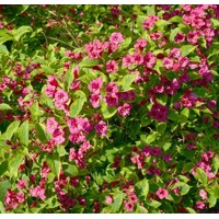 Vajgela kvetnatá - Weigela florida 'Ebony and Ivory' Co2,5L  20/30