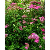 Spiraea japonica Firelight