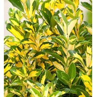 Bršlen - Euonymus fortunei ´Golden Harlequin´ Co2L 20/25