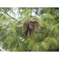 Pinus strobus ´Wallichiana´ - Borovica Himalajská  Co55L 200/+