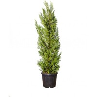 Cyprusovec leylandský - Cupressocyparis leylandii  -120/140cm