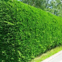 Cyprusovec leylandský - Cupressocyparis leylandii  -120/140cm