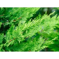 Cyprusovec leylandský - Cupressocyparis leylandii  -120/140cm
