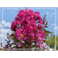 Myrta krepová sv.ružová - Lagerstroemia indica ´RHAPSODY IN BLUE´ - na 90cm kmeni (strom?ek)