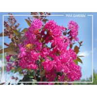 Myrta krepová sv.ružová - Lagerstroemia indica ´RHAPSODY IN BLUE´ - na 90cm kmeni (strom?ek)