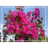 Myrta krepová sv.ružová - Lagerstroemia indica ´RHAPSODY IN BLUE´ - na 90cm kmeni (strom?ek)
