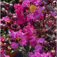 Myrta krepová sv.ružová - Lagerstroemia indica ´RHAPSODY IN BLUE´ - na 90cm kmeni (strom?ek)