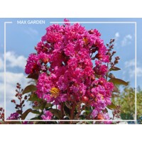 Myrta krepová sv.ružová - Lagerstroemia indica ´RHAPSODY IN BLUE´ - na 90cm kmeni (strom?ek)