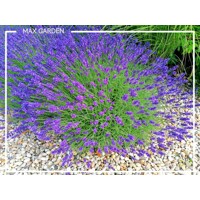 Levandu?a úzkolistá  -  Lavandula angustifolia 'Blue Spear' - 15/20cm