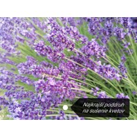 Levandu?a úzkolistá  -  Lavandula angustifolia 'Blue Spear' - 15/20cm