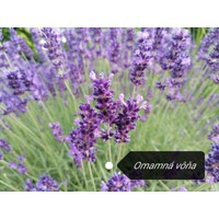 Levandu?a úzkolistá  -  Lavandula angustifolia 'Blue Spear' - 15/20cm