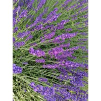 Levandu?a úzkolistá  -  Lavandula angustifolia 'Blue Spear' - 15/20cm