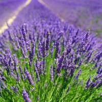 Levandu?a úzkolistá  -  Lavandula angustifolia 'Blue Spear' - 15/20cm