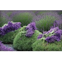 Levandu?a úzkolistá  -  Lavandula angustifolia 'Blue Spear' - 15/20cm