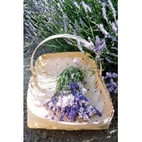 Levandu?a úzkolistá  -  Lavandula angustifolia 'Blue Spear' - 15/20cm