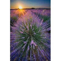 Levandu?a úzkolistá  -  Lavandula angustifolia 'Blue Spear' - 15/20cm