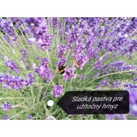 Levandu?a úzkolistá  -  Lavandula angustifolia 'Blue Spear' - 15/20cm